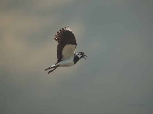 Vögel 0207034